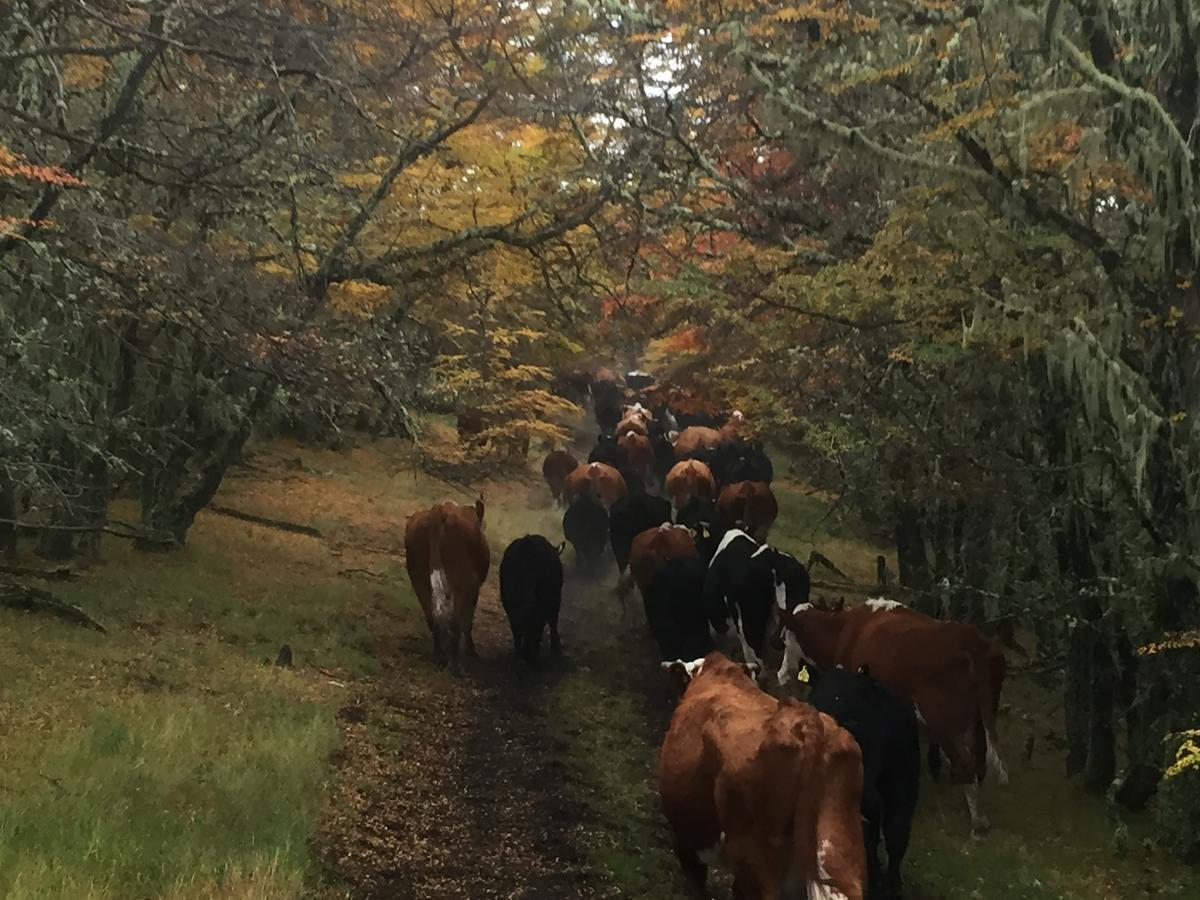 Estancia Dos Elianas Villa Torres del Paine National Park ภายนอก รูปภาพ